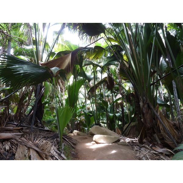 Photo Seychelles Vallée de Mai 2011-10 27