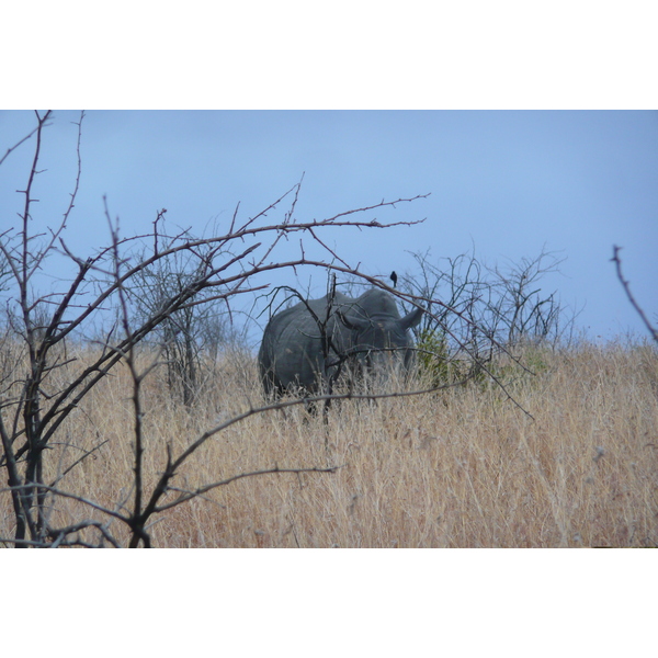 Photo Afrique du Sud Parc National Kruger 2008-09 150