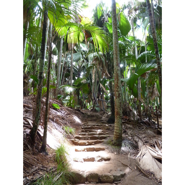 Photo Seychelles Vallée de Mai 2011-10 1