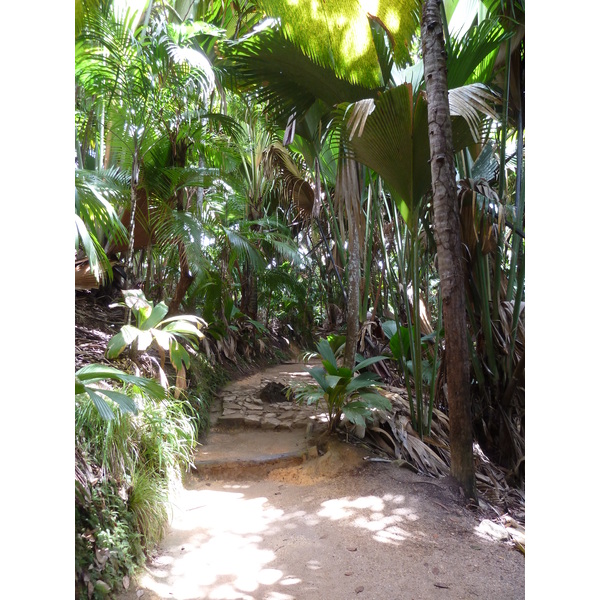 Photo Seychelles Vallée de Mai 2011-10 7