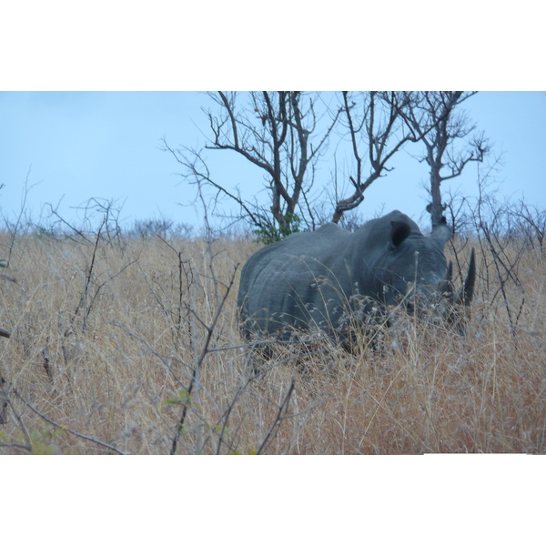 Photo Afrique du Sud Parc National Kruger 2008-09 71