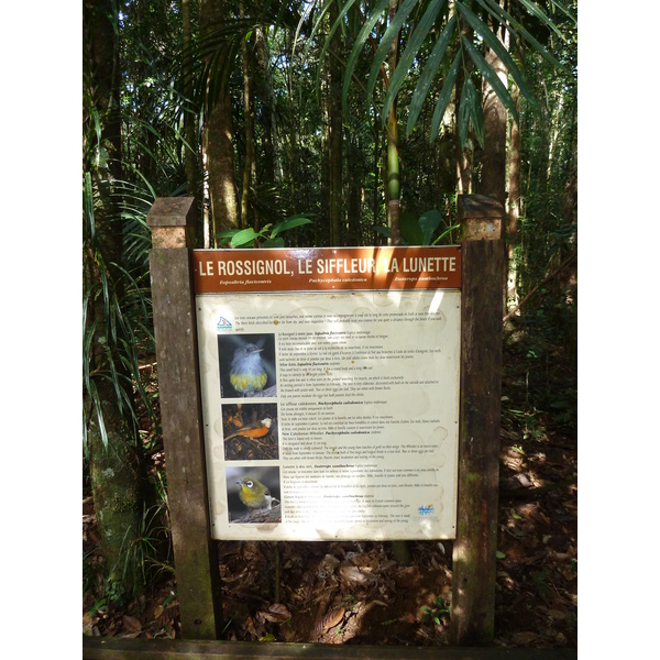Photo Nouvelle-Calédonie Parc de la Rivière Bleue Le Grand Kaori 2010-05 7