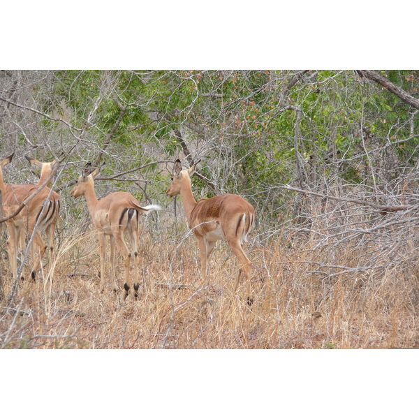 Photo Afrique du Sud Parc National Kruger 2008-09 85