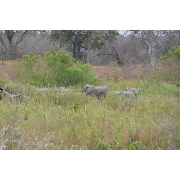 Photo Afrique du Sud Parc National Kruger Rivière Sable 2008-09 90