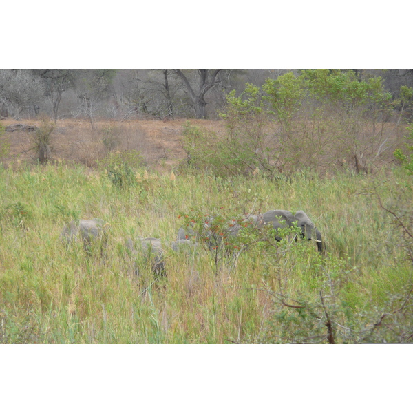 Photo Afrique du Sud Parc National Kruger Rivière Sable 2008-09 71