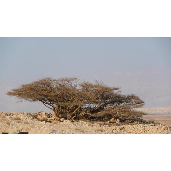 Photo Israel Mer Morte 2007-06 188