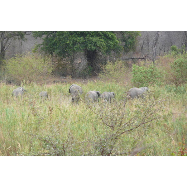 Photo Afrique du Sud Parc National Kruger Rivière Sable 2008-09 74