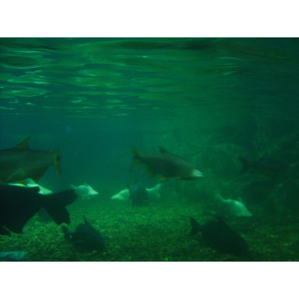 Photo Thaïlande Bangkok Siam Ocean World 2005-12 50