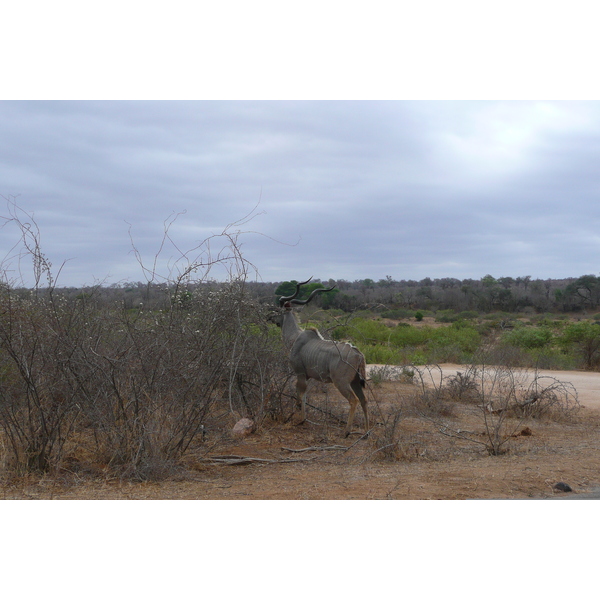 Photo Afrique du Sud Parc National Kruger Rivière Sable 2008-09 89