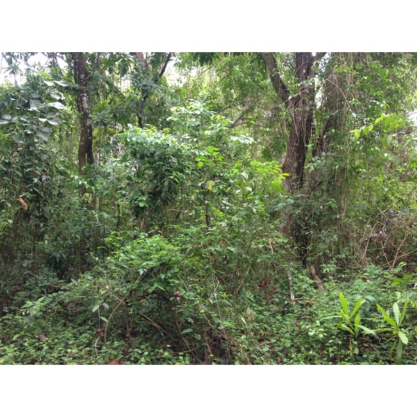 Photo Costa Rica Montezuma 2015-03 348