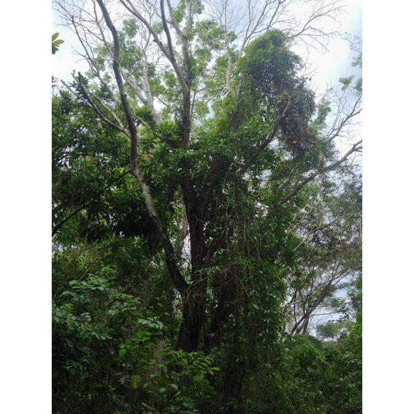 Photo Costa Rica Montezuma 2015-03 297