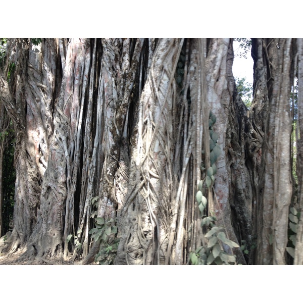 Photo Costa Rica Montezuma 2015-03 292