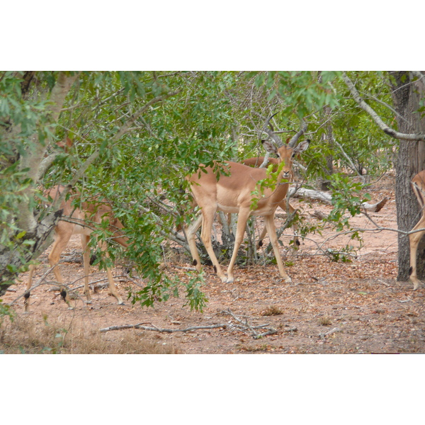Photo Afrique du Sud Parc National Kruger 2008-09 123