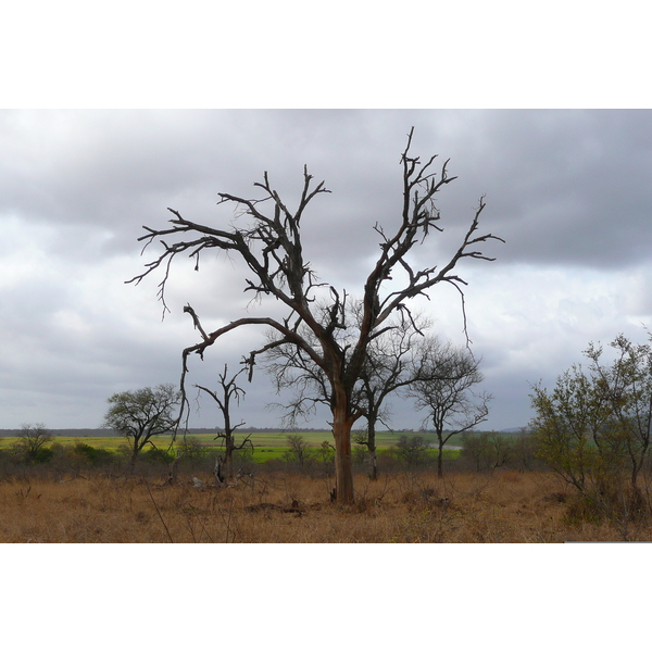 Photo Afrique du Sud Parc National Kruger route de la rivière Crocodile 2008-09 39
