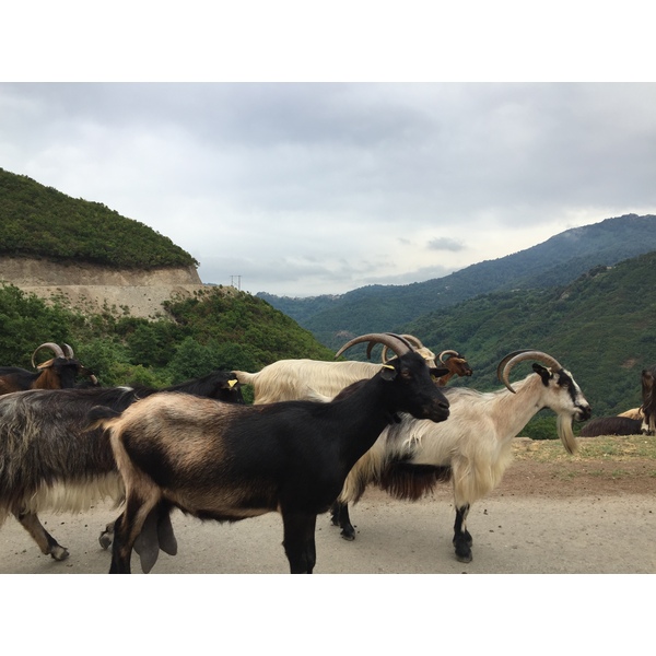 Photo France Corse Vallée d'Alesani 2017-07 7