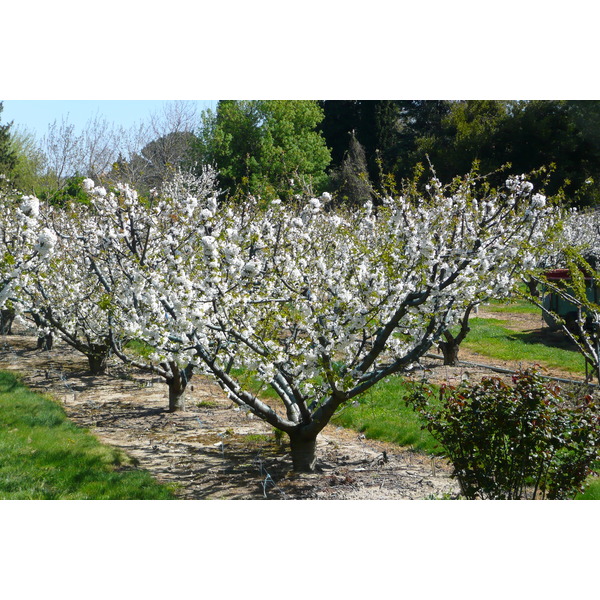 Photo France Provence route de Beaucaire au Pont du gard 2008-04 26