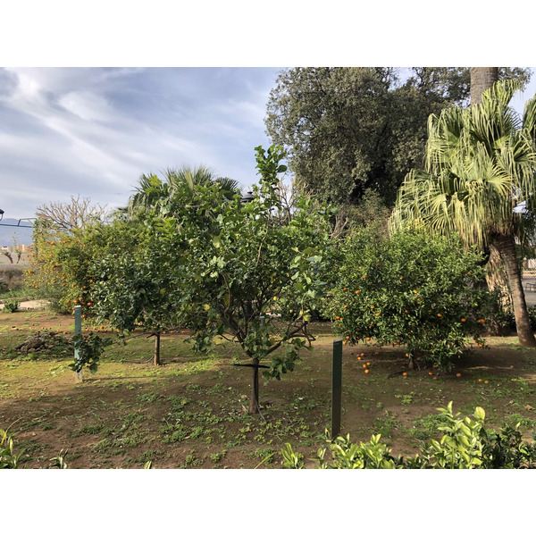 Photo Italie Sicile Palermo Palais des Normands 2020-02 12