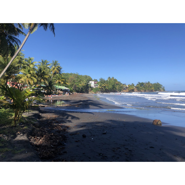 Photo Guadeloupe Bananier 2021-02 14