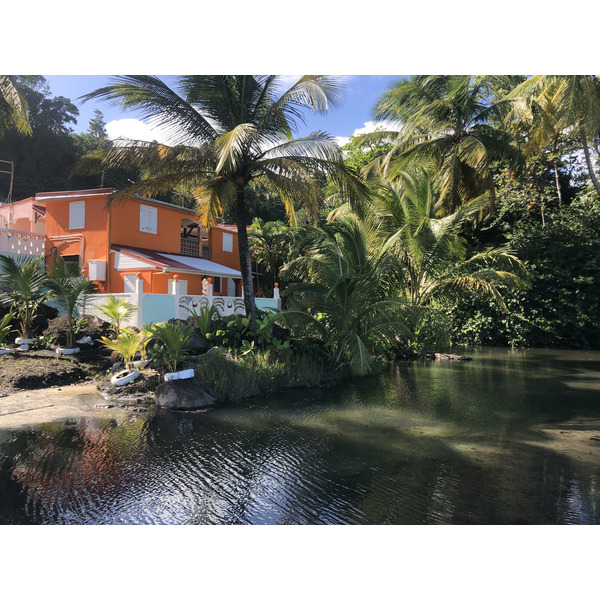 Photo Guadeloupe Bananier 2021-02 10