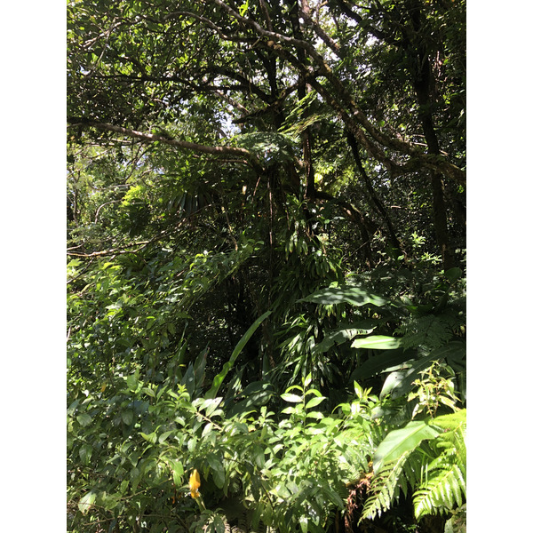 Photo Guadeloupe La Grande Soufrière 2021-02 28