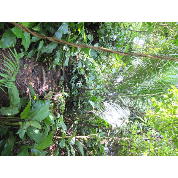 Photo Panama Bastimentos 2015-03 11