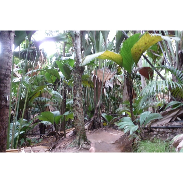 Photo Seychelles Vallée de Mai 2011-10 42