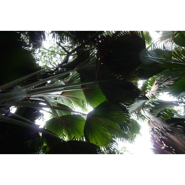 Photo Seychelles Vallée de Mai 2011-10 55
