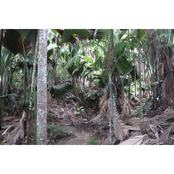 Photo Seychelles Vallée de Mai 2011-10 63
