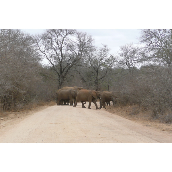 Photo Afrique du Sud Parc National Kruger Rivière Sable 2008-09 51