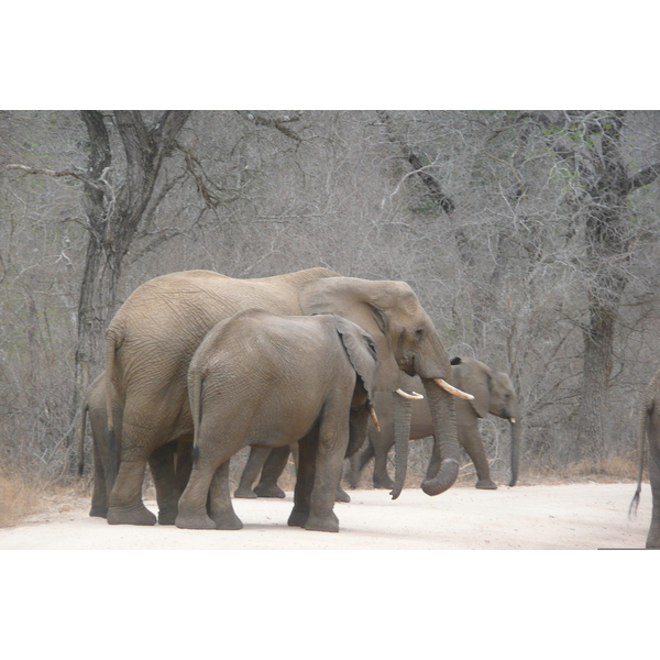 Photo Afrique du Sud Parc National Kruger Rivière Sable 2008-09 47