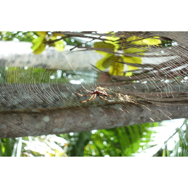 Photo Seychelles Vallée de Mai 2011-10 67