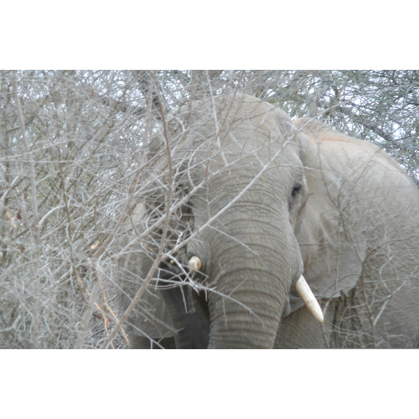 Photo Afrique du Sud Parc National Kruger Rivière Sable 2008-09 68