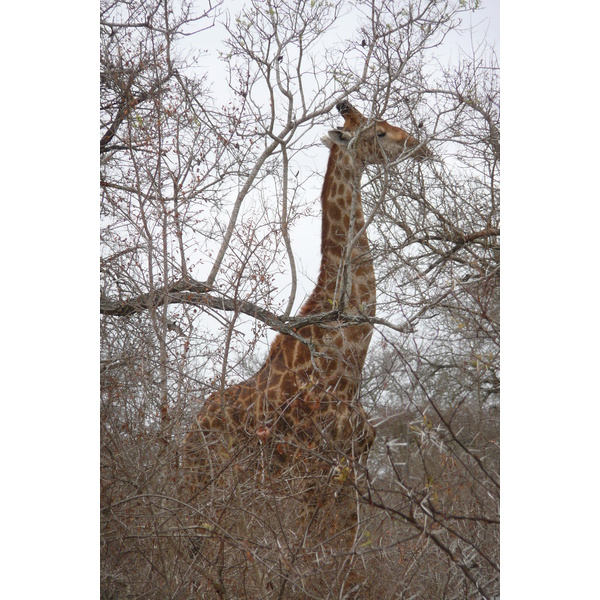 Photo Afrique du Sud Parc National Kruger Rivière Sable 2008-09 34