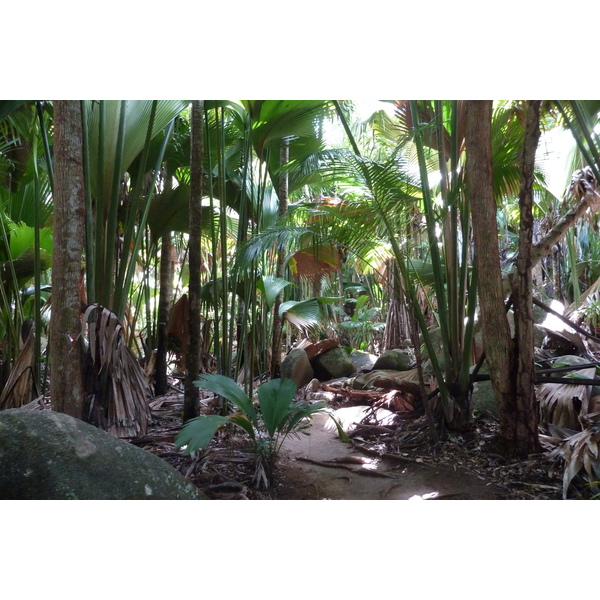 Photo Seychelles Vallée de Mai 2011-10 12
