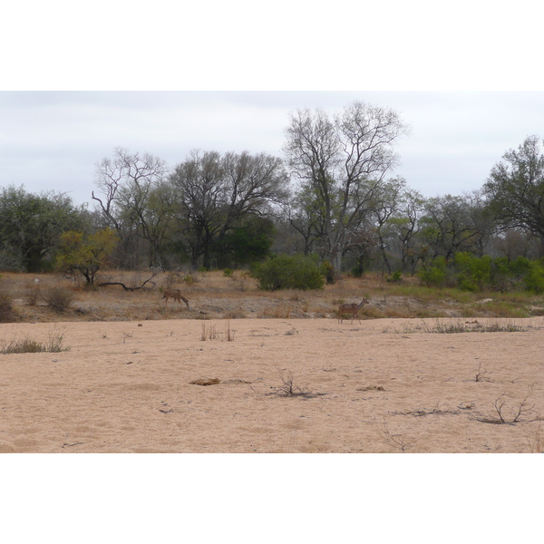 Photo Afrique du Sud Parc National Kruger 2008-09 100