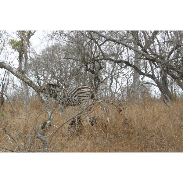 Photo Afrique du Sud Parc National Kruger 2008-09 43