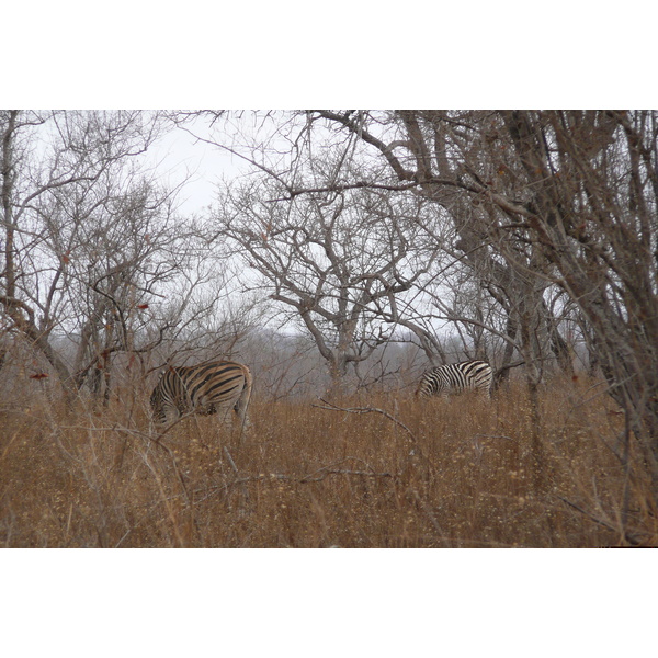 Photo Afrique du Sud Parc National Kruger 2008-09 101