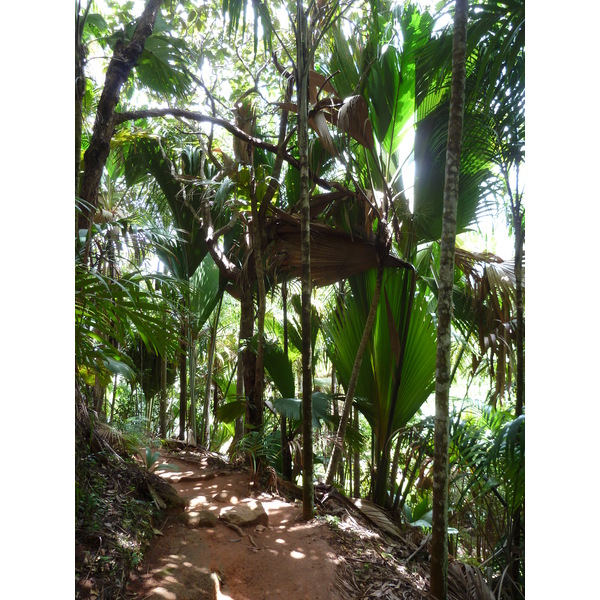 Photo Seychelles Vallée de Mai 2011-10 73
