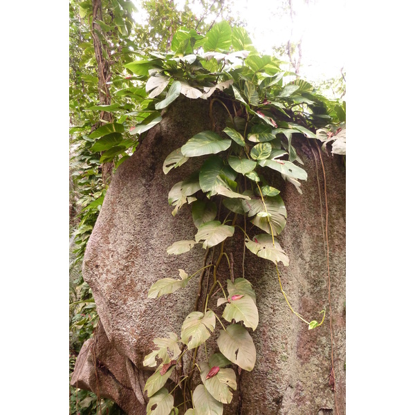 Photo Seychelles La Digue 2011-10 180