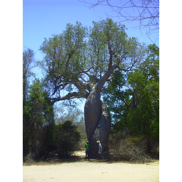 Photo Madagascar Morondava 1999-10 0