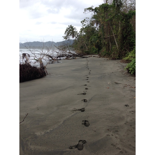 Photo Costa Rica Cahuita 2015-03 144