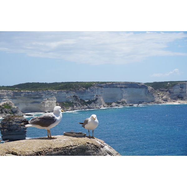 Photo France Corse Bonifacio 2017-07 53