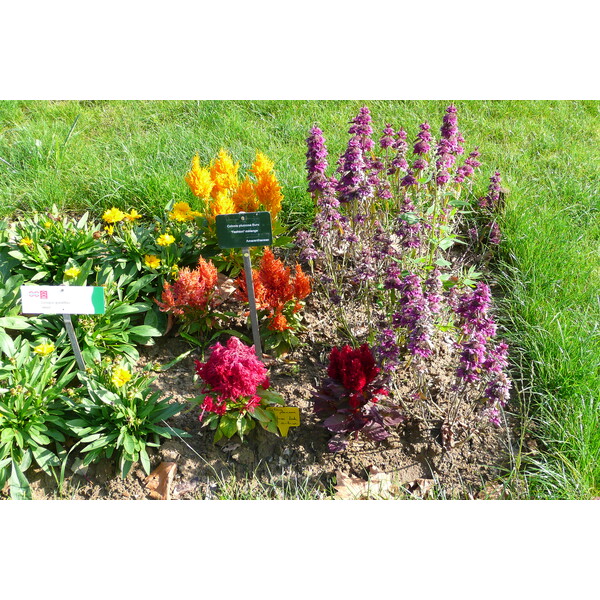 Photo France Paris Jardin des Plantes 2007-08 174