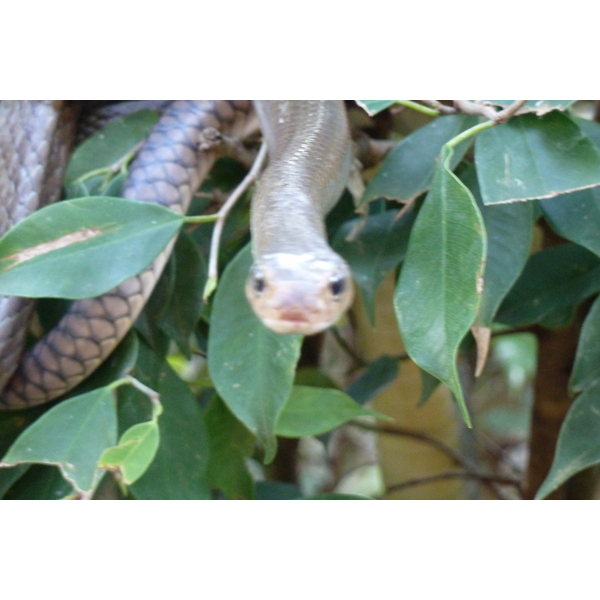 Photo Thaïlande Chiang Mai Ferme aux serpents Mae Sa 2010-12 73