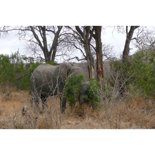 Photo Afrique du Sud Parc National Kruger 2008-09 109