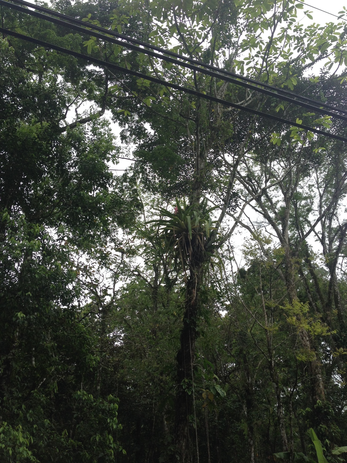 Photo Costa Rica Puerto Viejo de Talamanca 2015-03 79