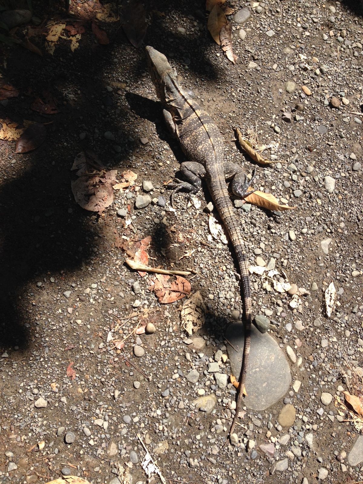 Photo Costa Rica 2015-03 37