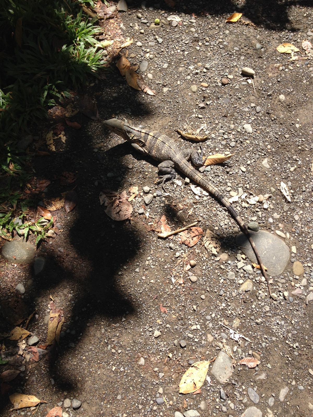 Photo Costa Rica Parc Manuel Antonio 2015-03 239
