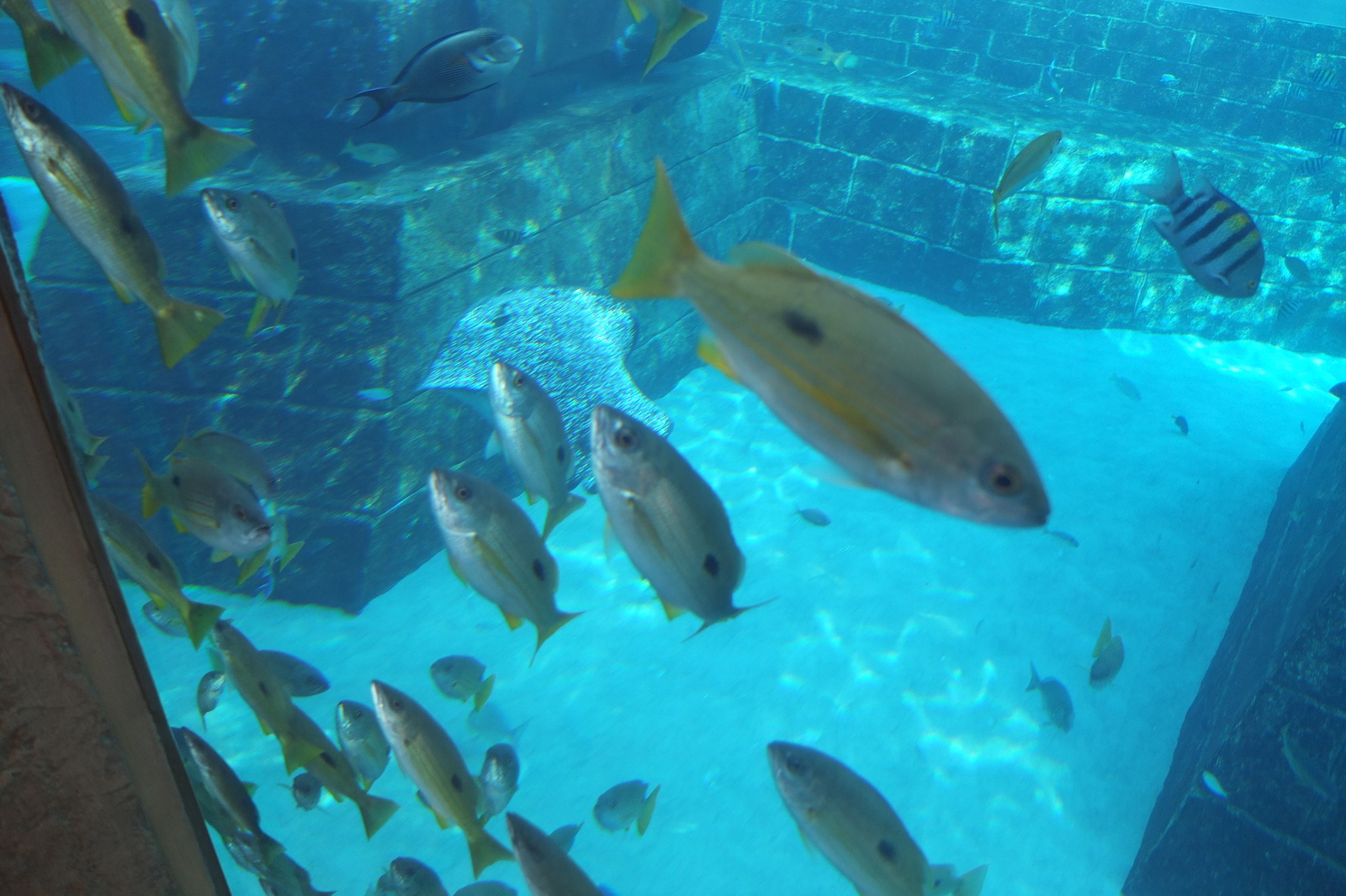 Photo Émirats arabes unis Dubai Hotel Atlantis 2014-02 227