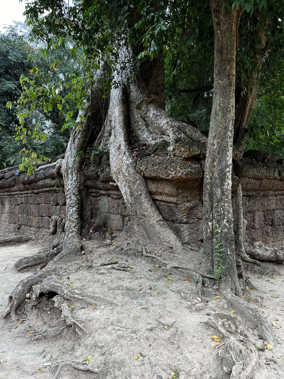 Photo Cambodge Siem Reap Ta Prohm 2023-01 49